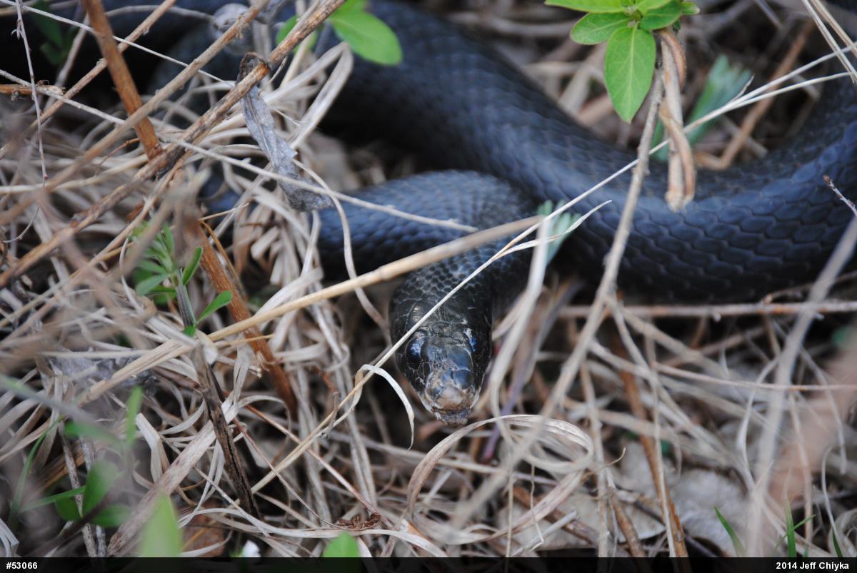 Northern Black Racer