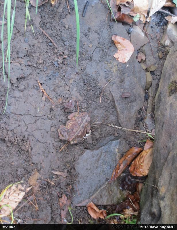 Eastern American Toad