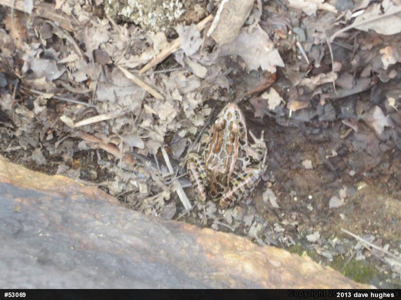 Pickerel Frog