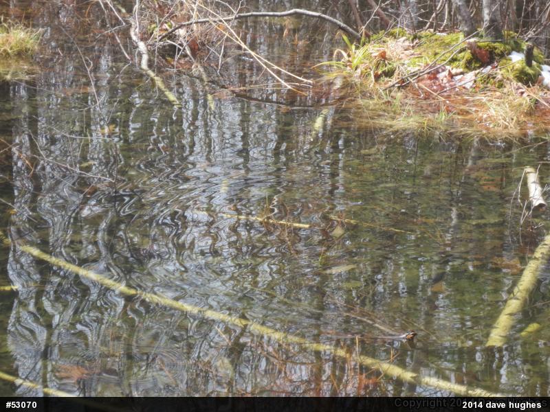 Wood Frog