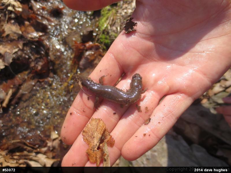 Northern Dusky Salamander