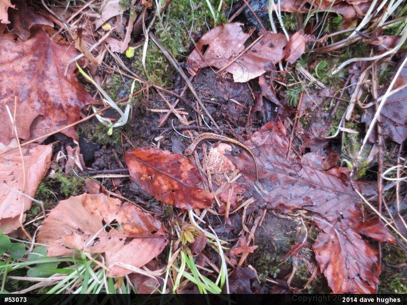 Allegheny Mountain Dusky Salamander
