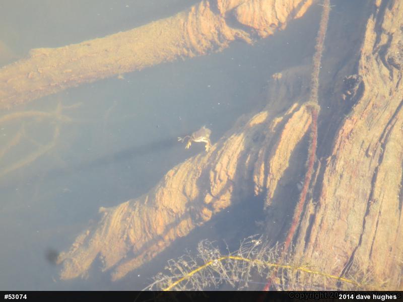 Red-spotted Newt
