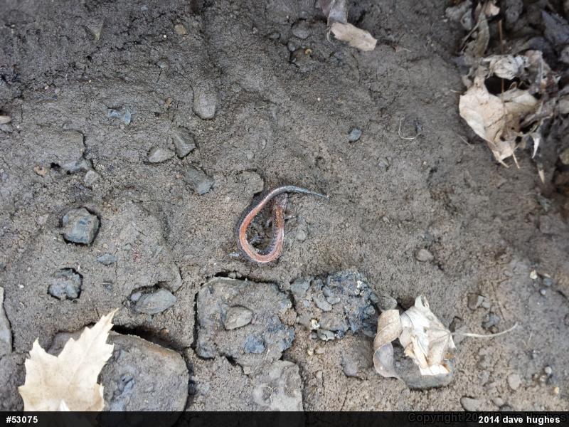 Eastern Red-backed  Salamander
