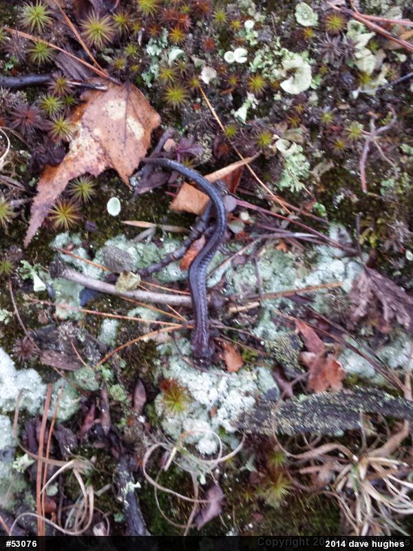 Eastern Red-backed  Salamander