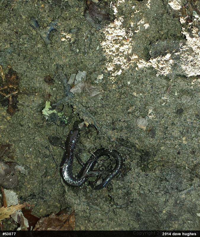 Eastern Red-backed  Salamander