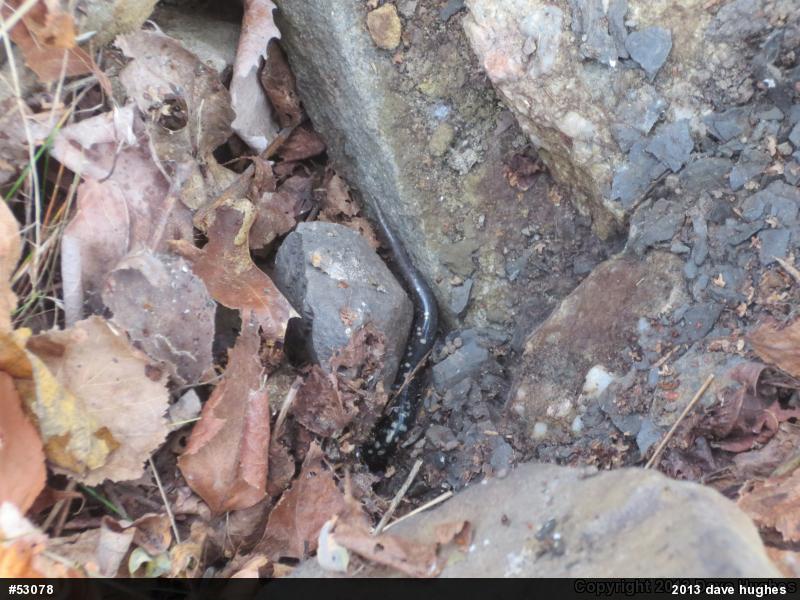 Northern Slimy Salamander
