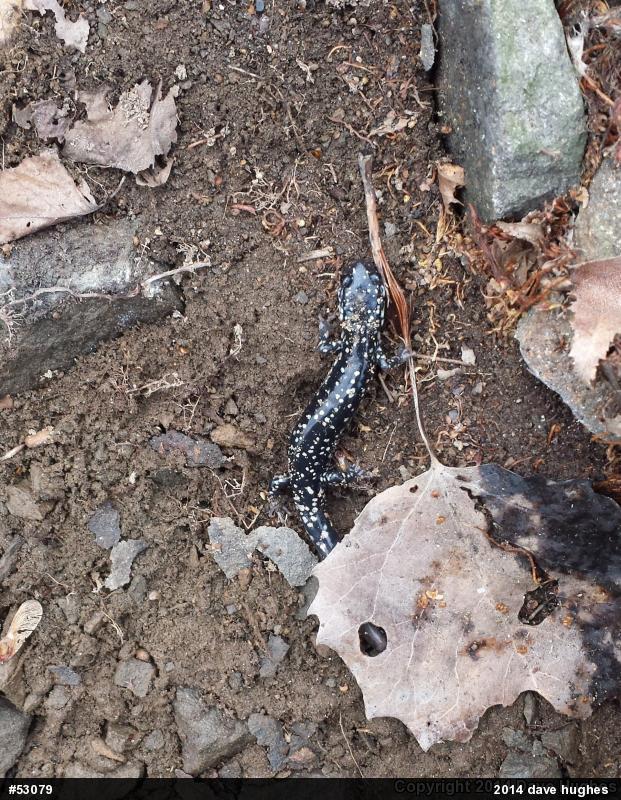 Northern Slimy Salamander