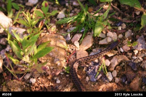 Eastern Gartersnake