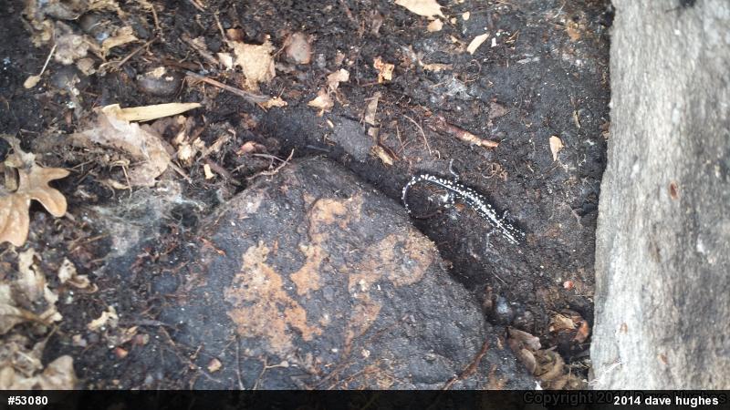 Northern Slimy Salamander