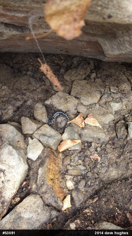 Northern Slimy Salamander
