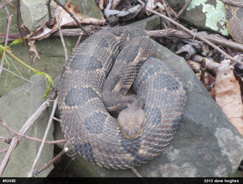 Timber Rattlesnake