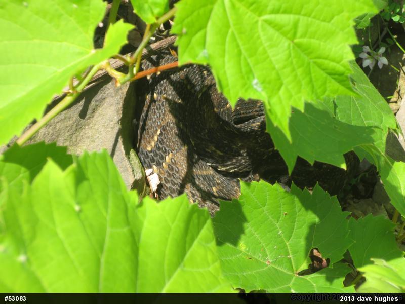 Timber Rattlesnake