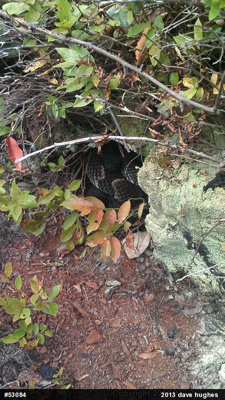 Timber Rattlesnake