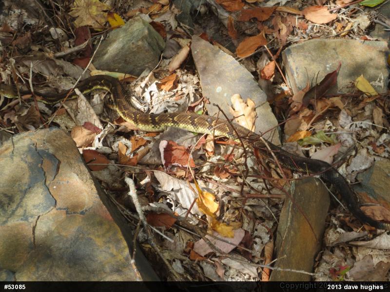 Timber Rattlesnake
