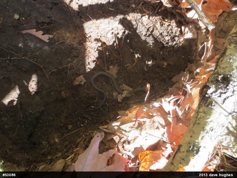 Northern Ring-necked Snake
