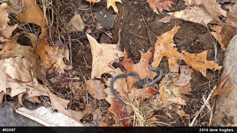 Northern Ring-necked Snake