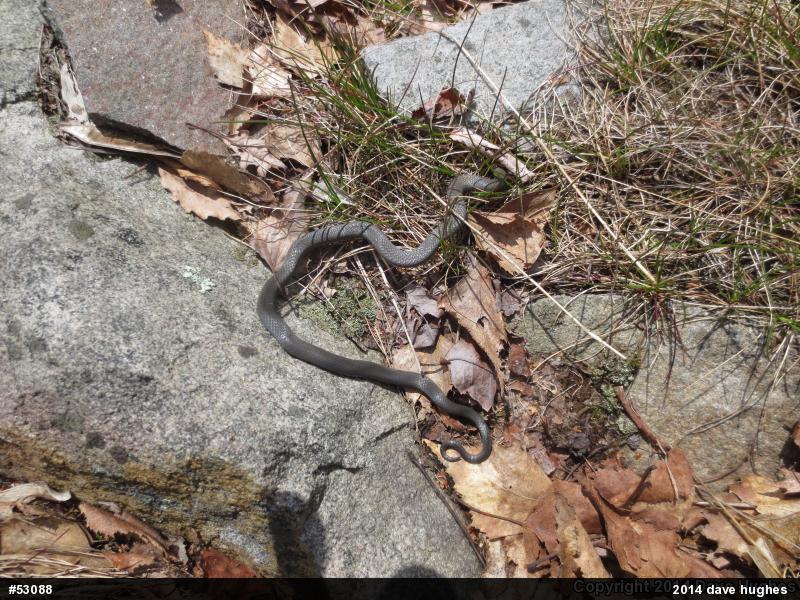 Northern Ring-necked Snake
