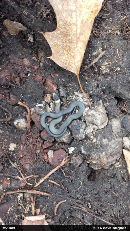 Northern Ring-necked Snake