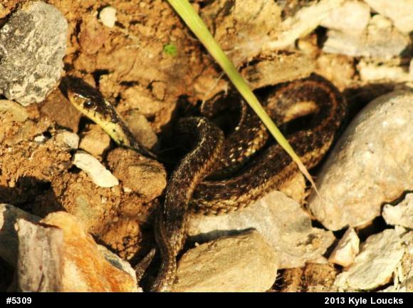 Eastern Gartersnake