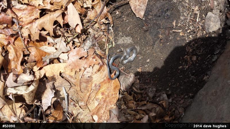 Northern Ring-necked Snake
