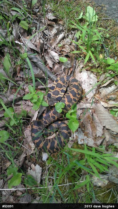 Eastern Hog-nosed Snake