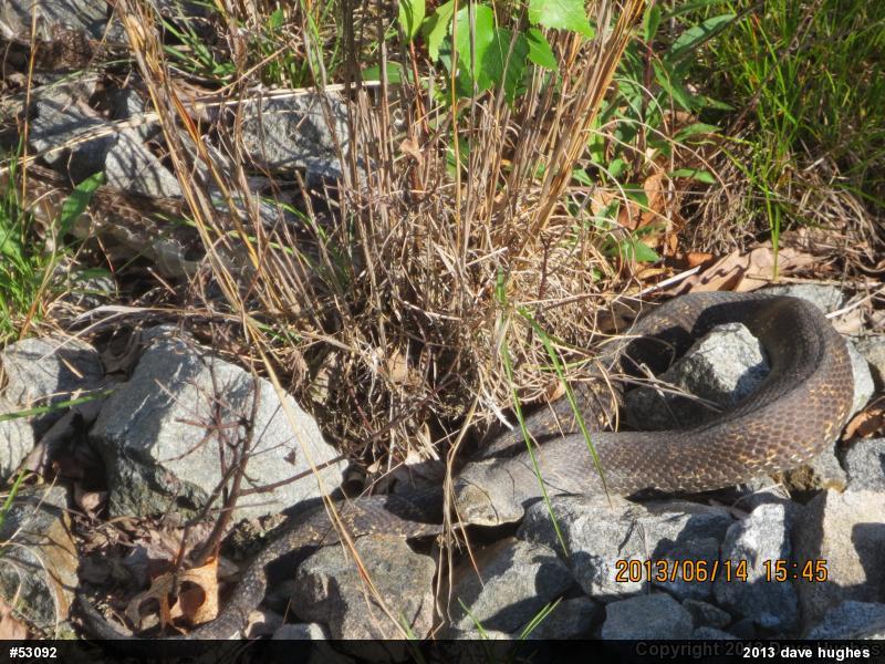 Eastern Hog-nosed Snake