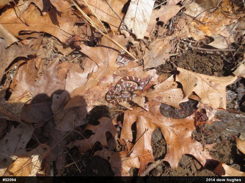 Eastern Milksnake