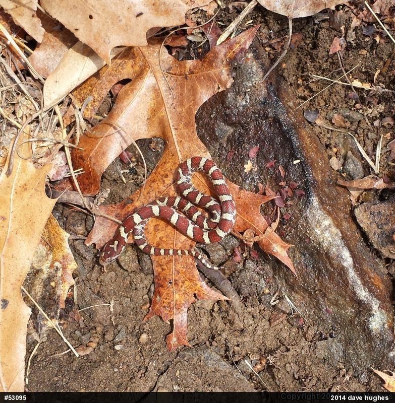 Eastern Milksnake