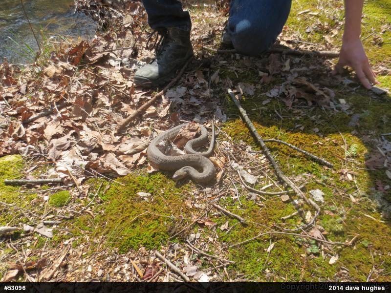 Northern Watersnake