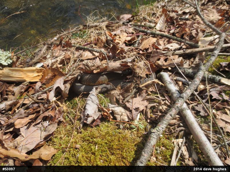 Northern Watersnake