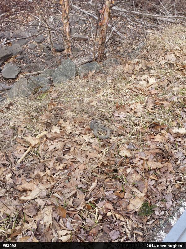 Northern Watersnake