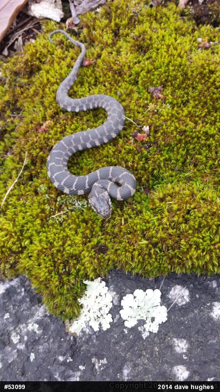 Northern Watersnake
