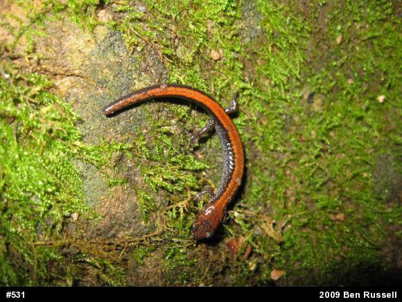 Eastern Red-backed  Salamander