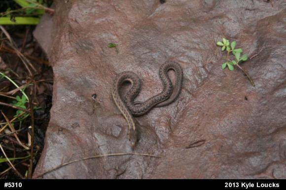 Eastern Gartersnake