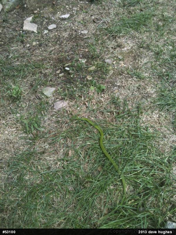 Smooth Greensnake