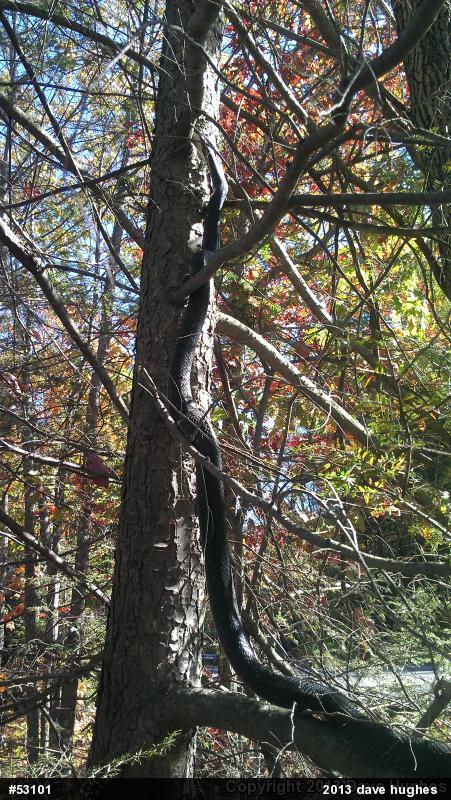Eastern Ratsnake