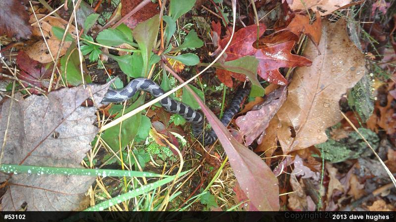Eastern Ratsnake