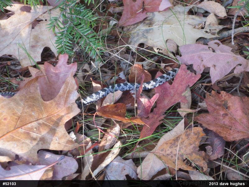 Eastern Ratsnake