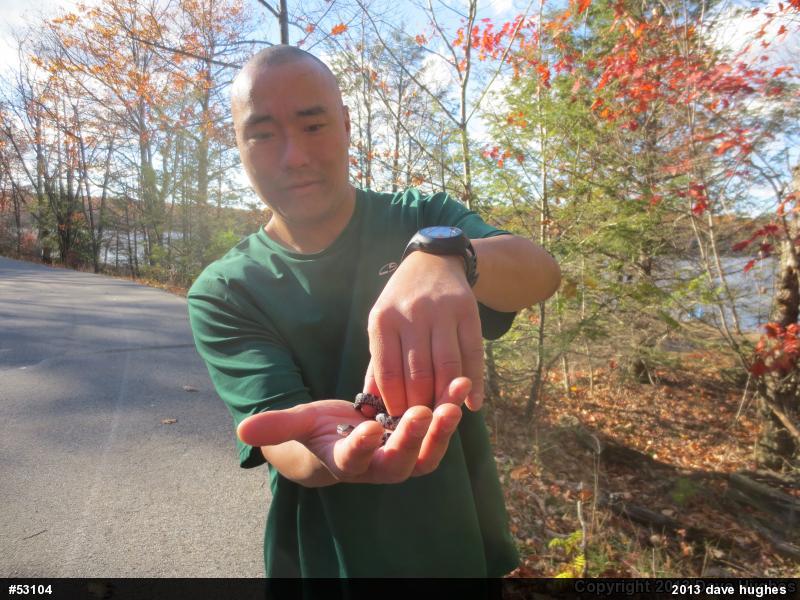 Eastern Ratsnake