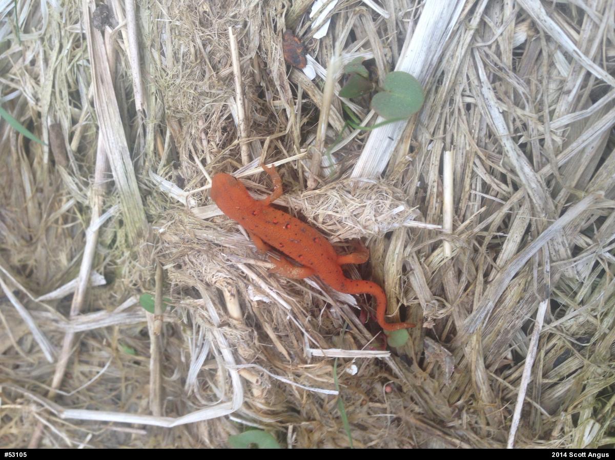 Red-spotted Newt