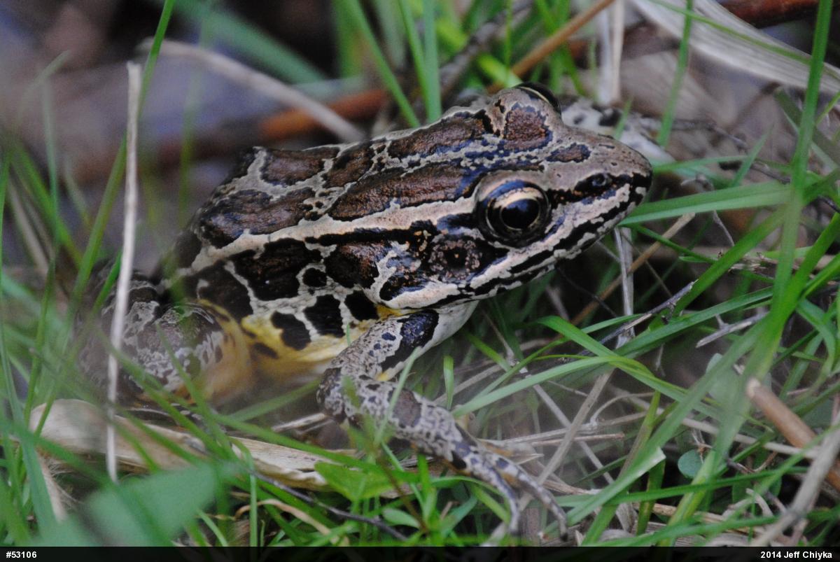 Pickerel Frog