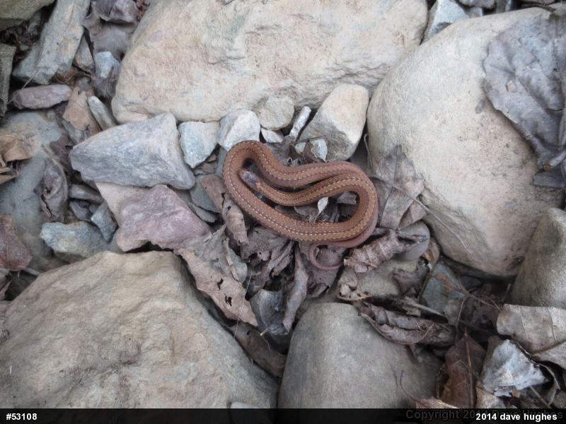 Red-bellied Snake