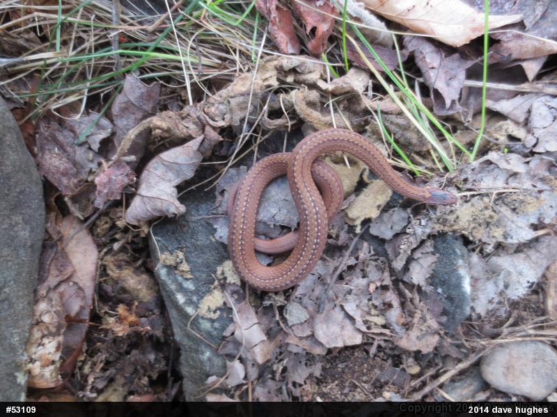 Red-bellied Snake