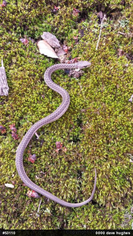 Eastern Gartersnake