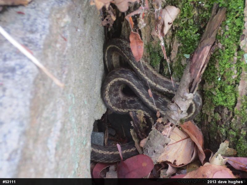 Eastern Gartersnake