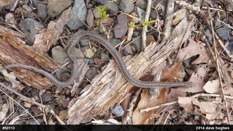 Eastern Gartersnake