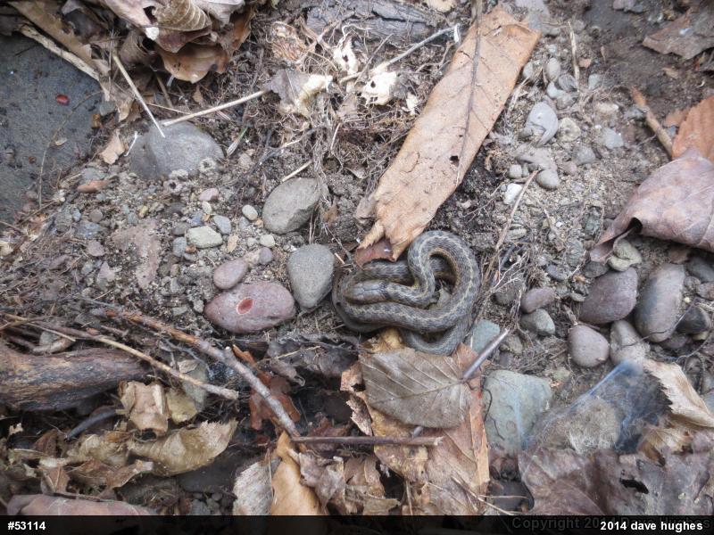 Eastern Gartersnake