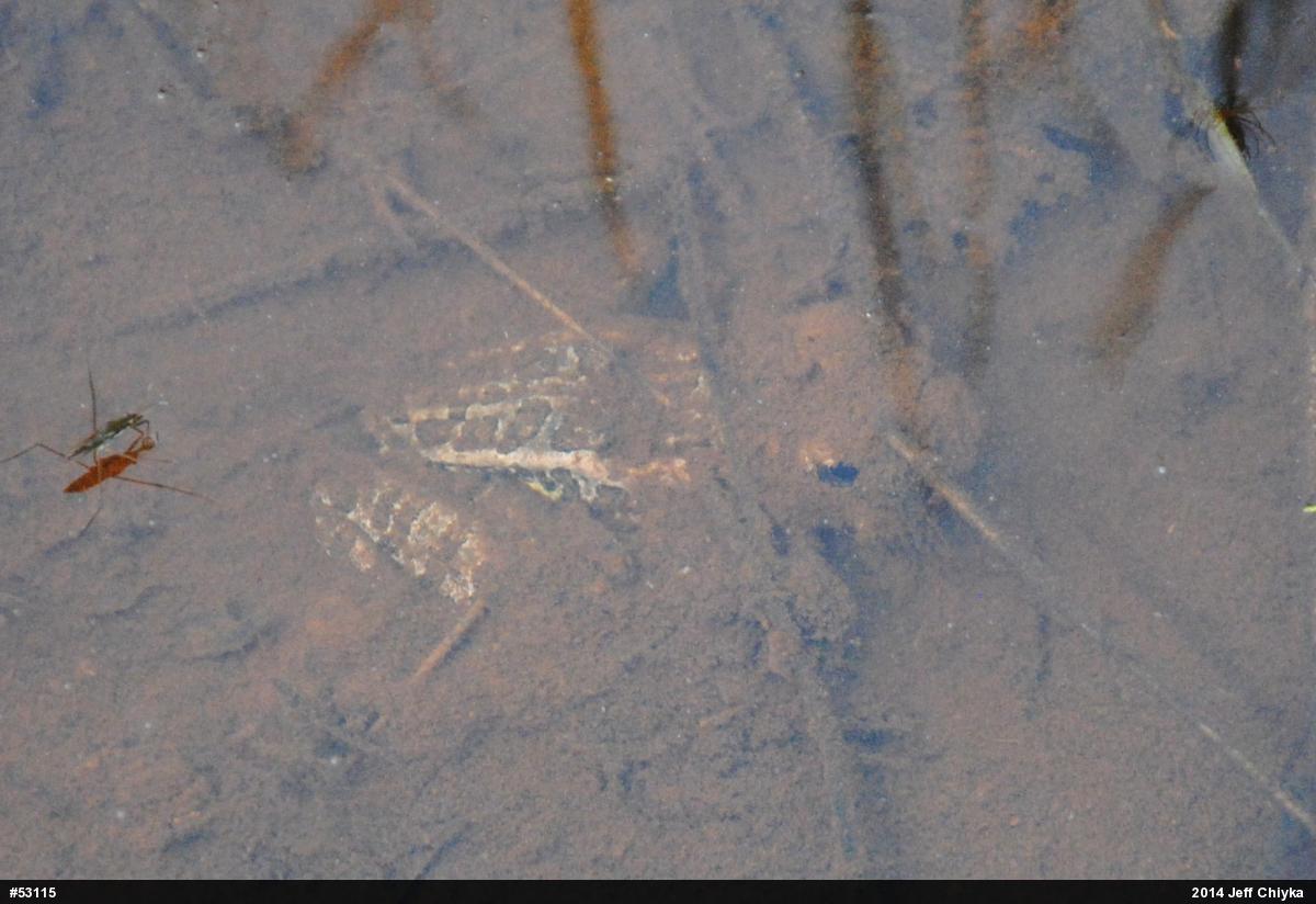 Pickerel Frog
