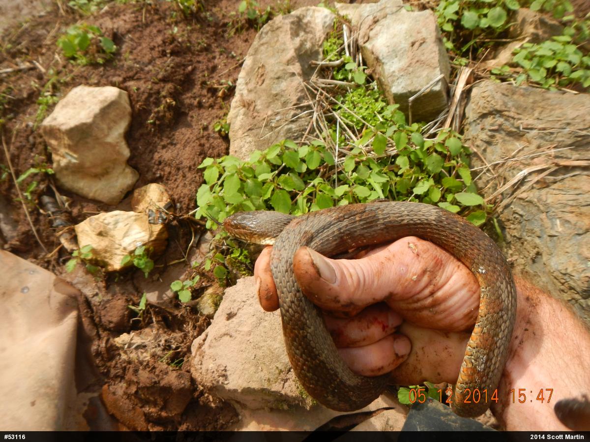 Northern Watersnake